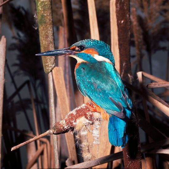 Ektas photos André Fatras